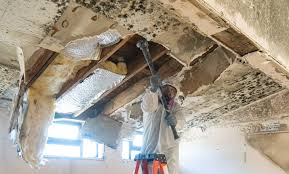 Mold Odor Removal Services in North Bend, NE